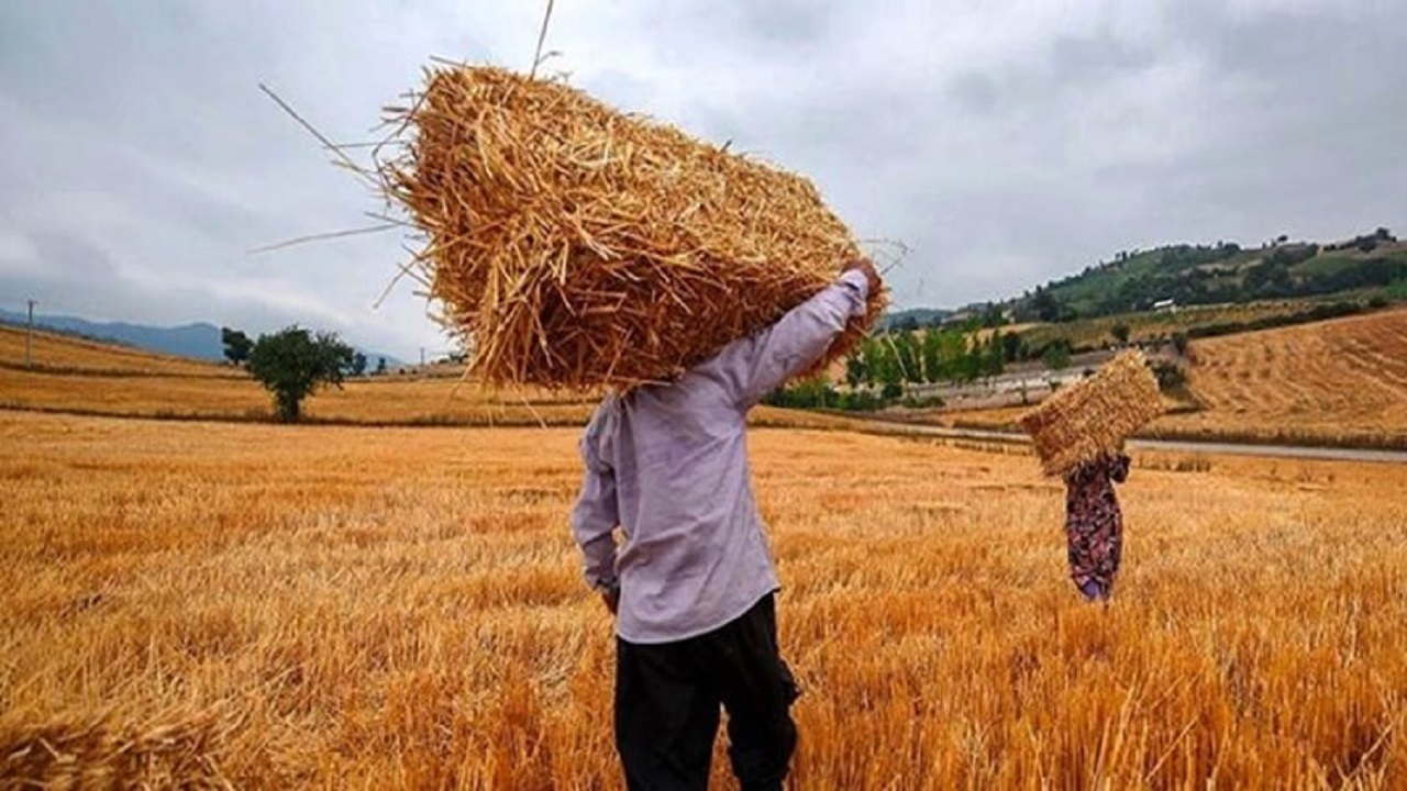پرداخت کامل مطالبات گندمکاران در استان مرکزی
