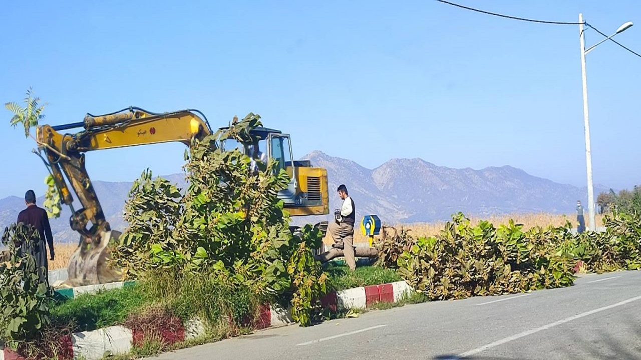 جایگزینی درختان بومی در ورودی دریاچه زریبار