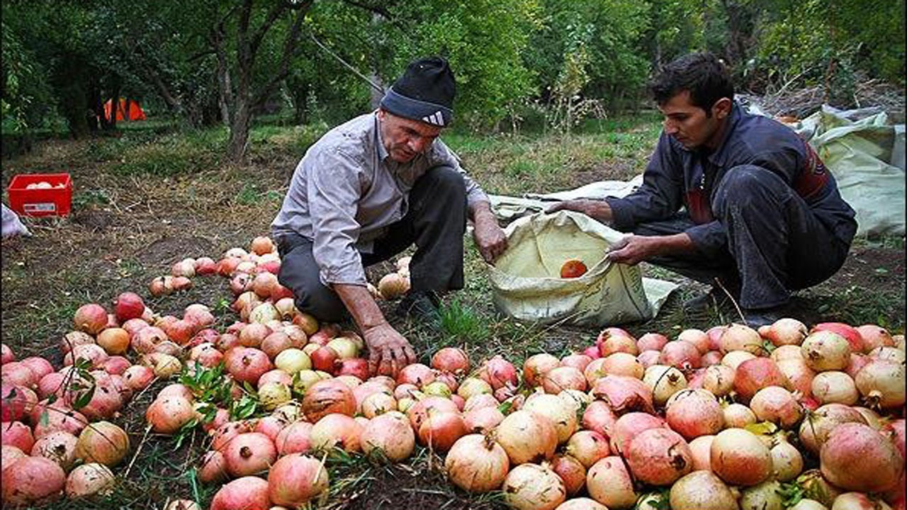 تولید ۳۵۰ تن یاقوت سرخ در بابل