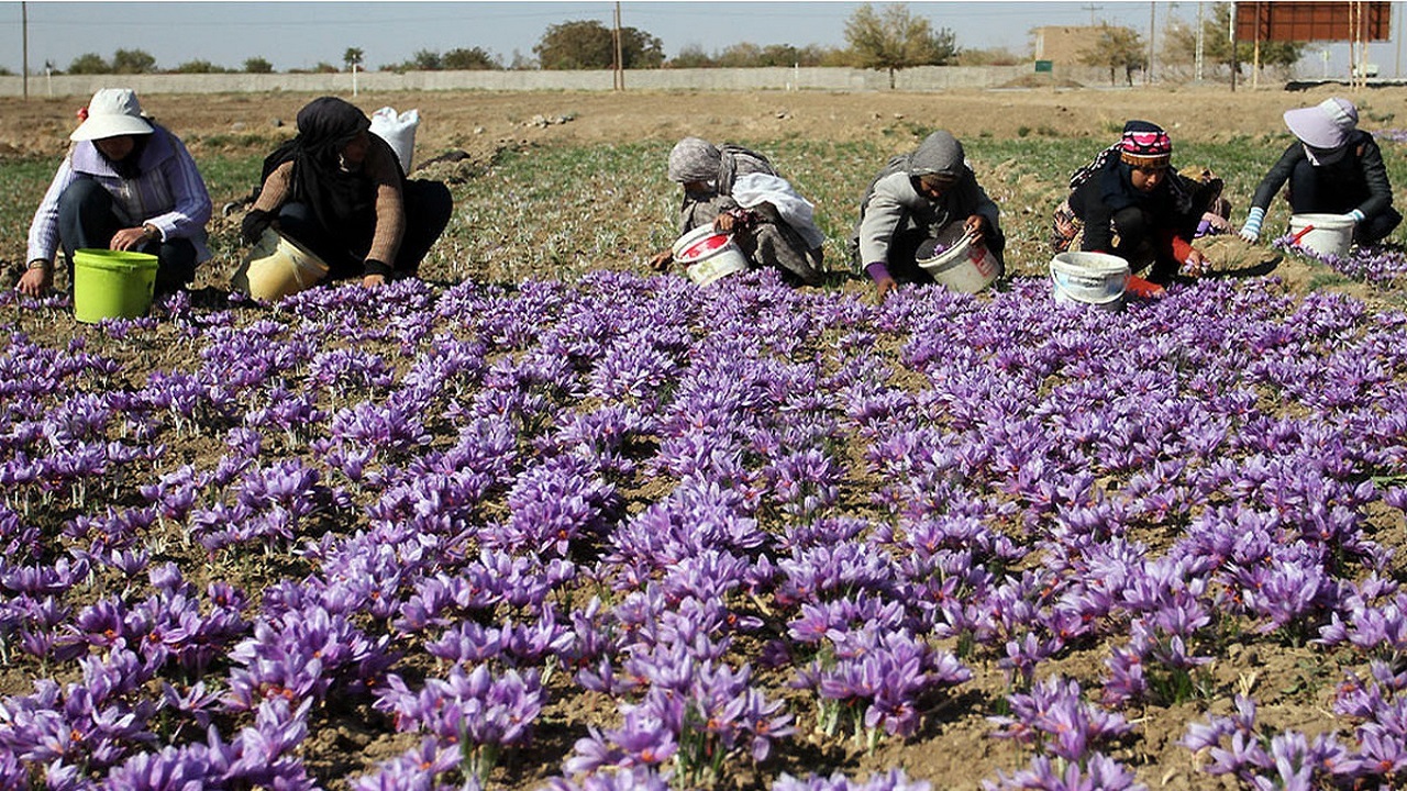 خشکسالی زعفران خراسان جنوبی را پرپر کرد