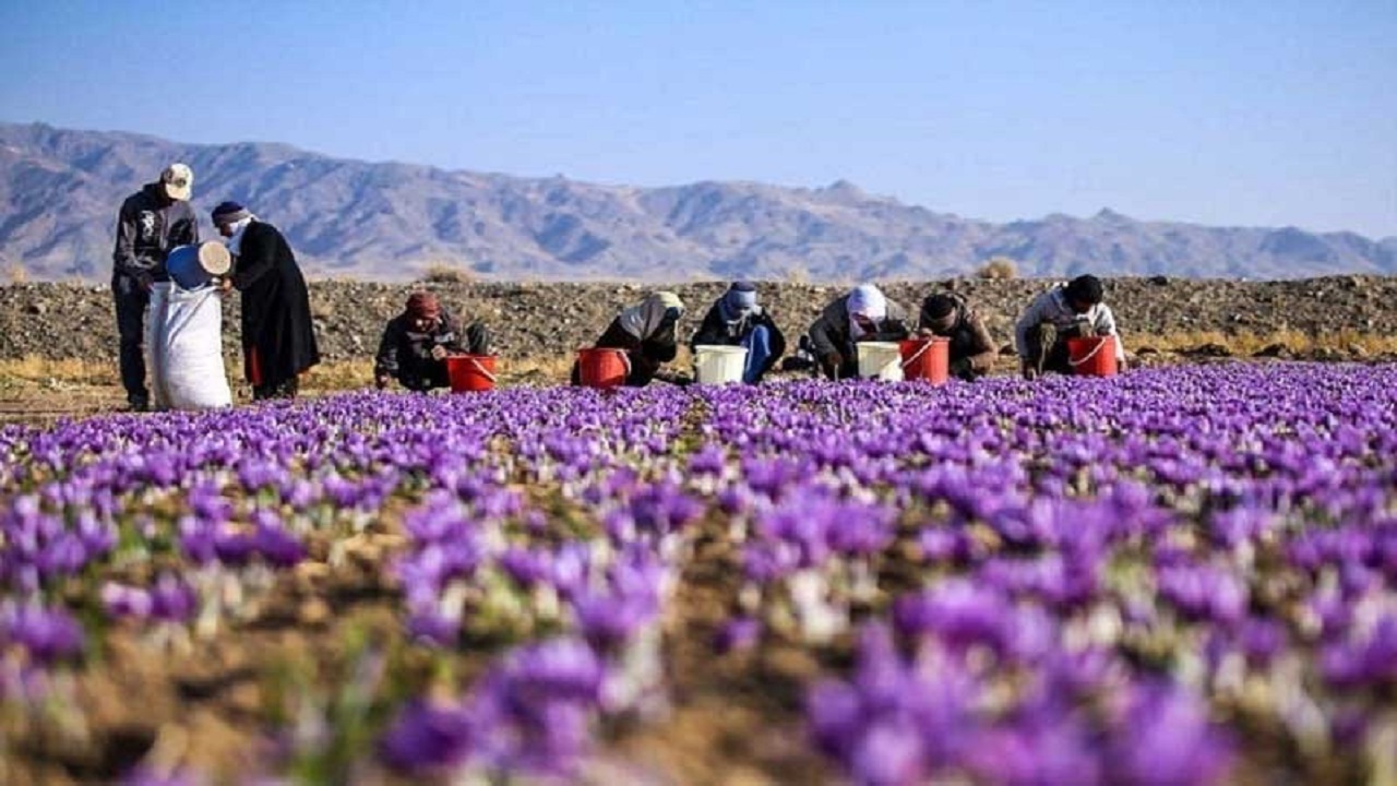 آغاز به کاربازارچه خرید و فروش گل زعفران اتحادیه تعاون روستایی شهرستان فاروج