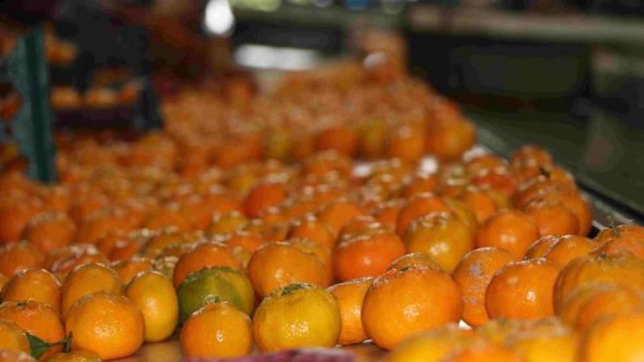 خارجی‌ها همچنان مشتری مرکبات مازندران