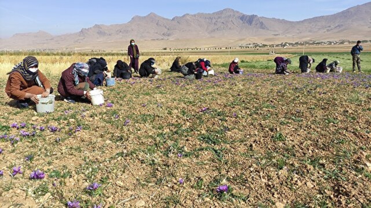 اجرای طرح‌های توسعه کشاورزی زنان روستایی دراستان  سمنان
