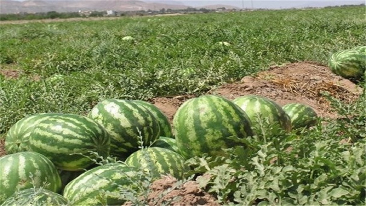 گیاهان پر آب‌بر از الگوی کشت اصفهان حذف می شوند