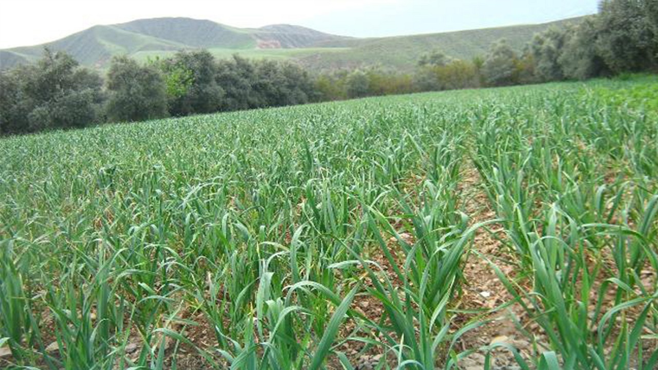 آغاز کشت سیر در اراضی کشاورزی استان قزوین