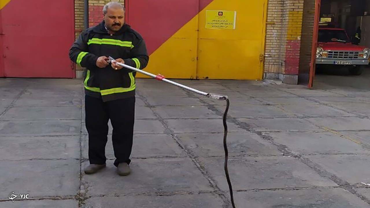 دفع ۱۷ حیوان موذی و وحشی در مهاباد