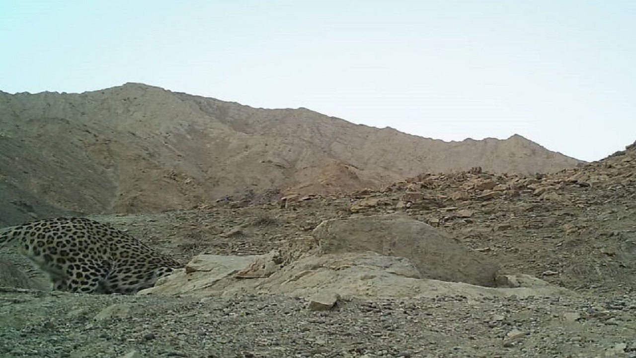 ثبت تصویر پلنگ ایرانی در منطقه  کلاته استان اصفهان