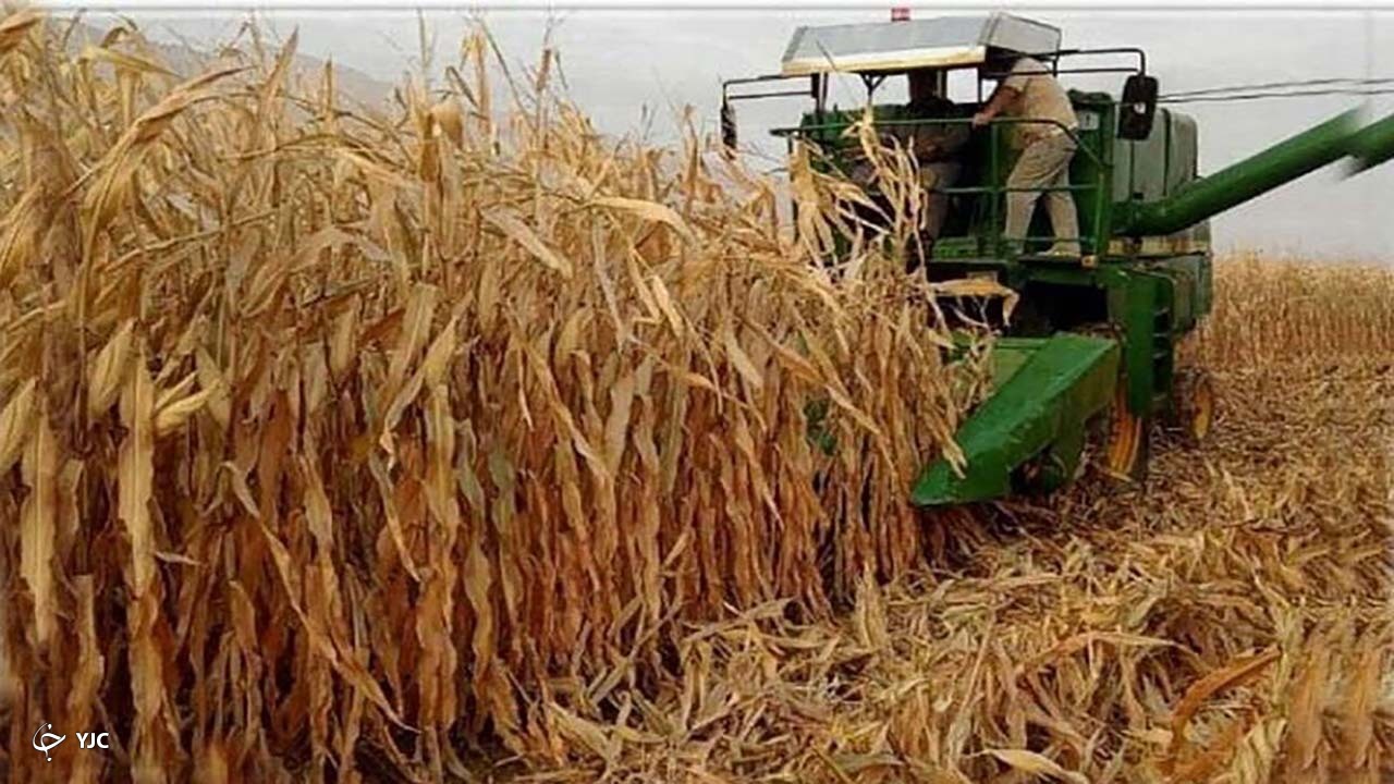 بیش از ۶۶۷ هزار تن ذرت علوفه‌ای از مزارع آذربایجان غربی برداشت شد