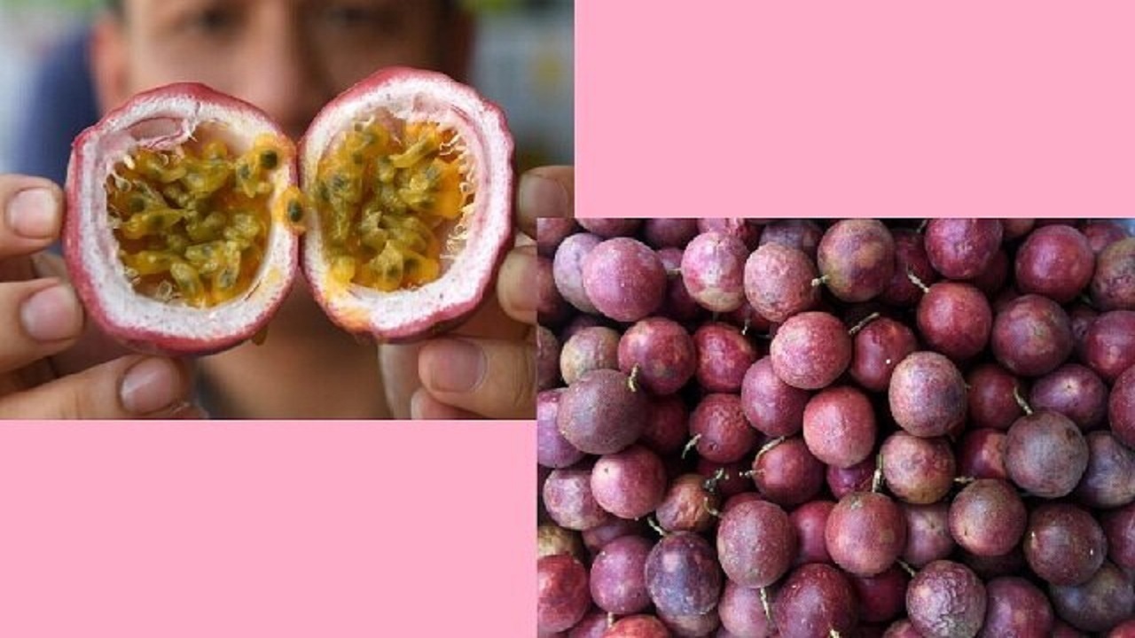 ساخت دستگیره رباتیک با الهام از یک میوه