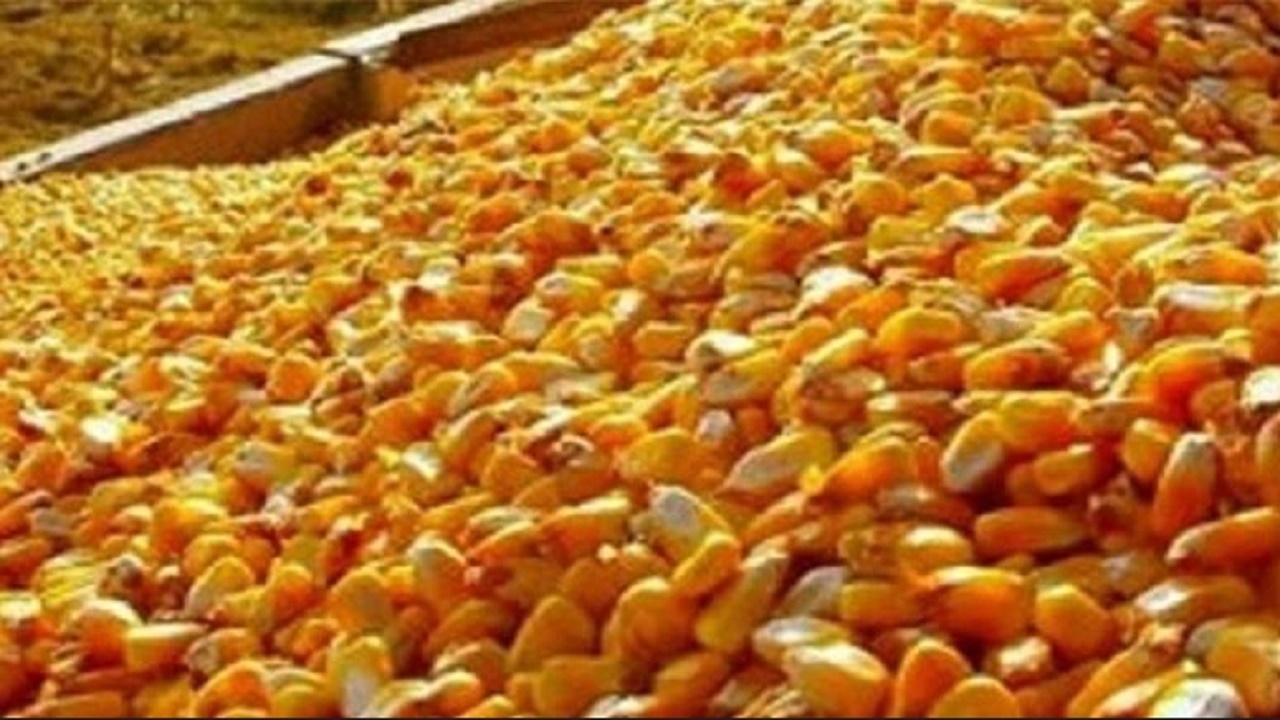 کشف محموله ذرت قاچاق در بهشهر