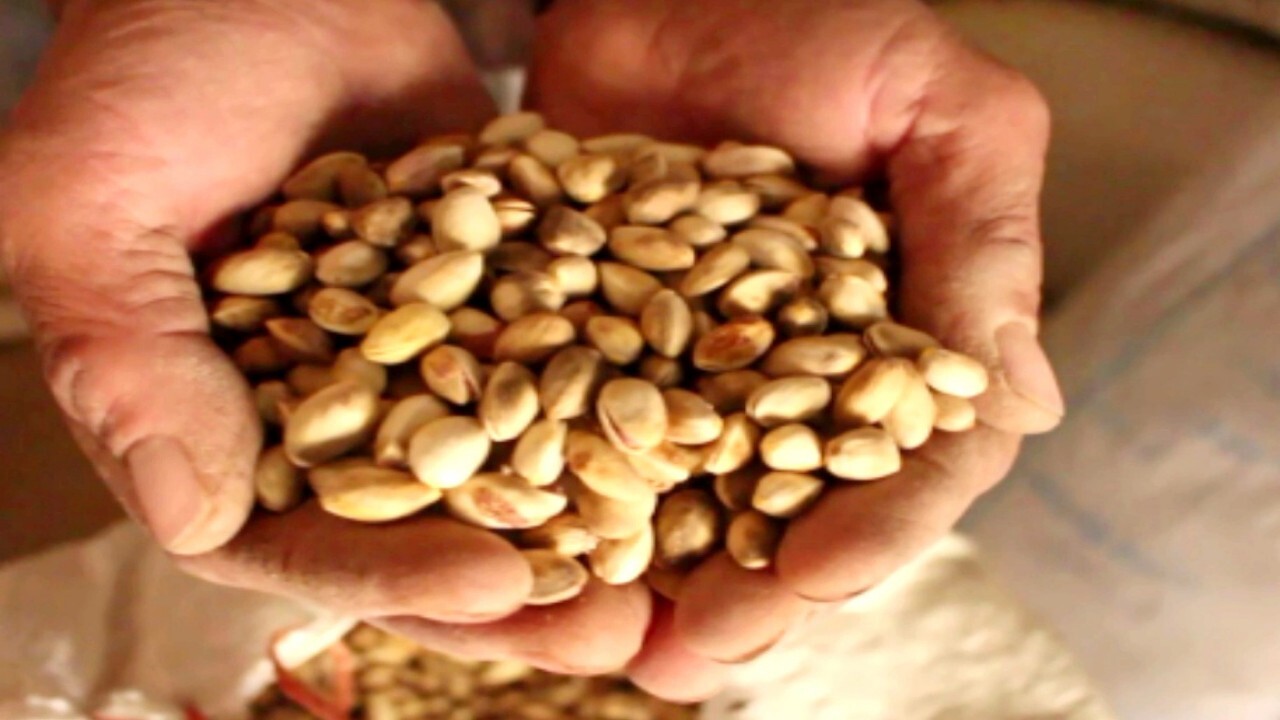بازرگانان محلی پسته در بادغیس از کسادی بازار شکایت کردند + فیلم