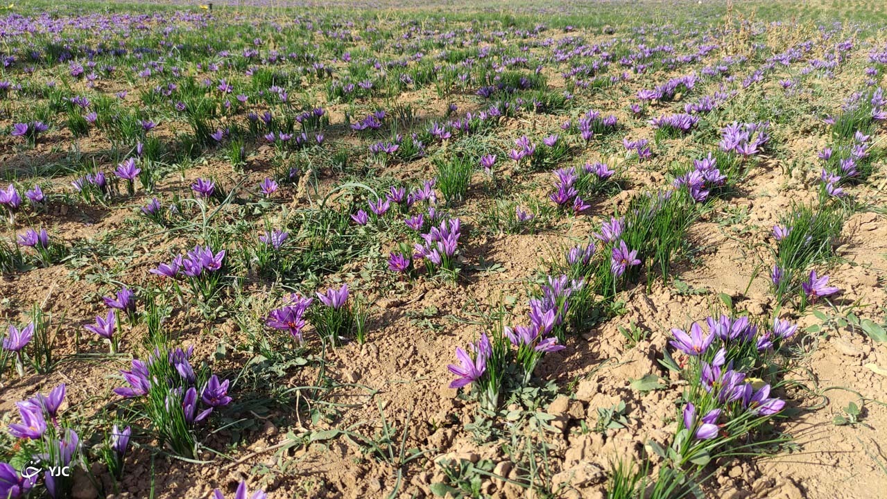 کشت طلای سرخ در منطقه کوهستانی زاگرس
