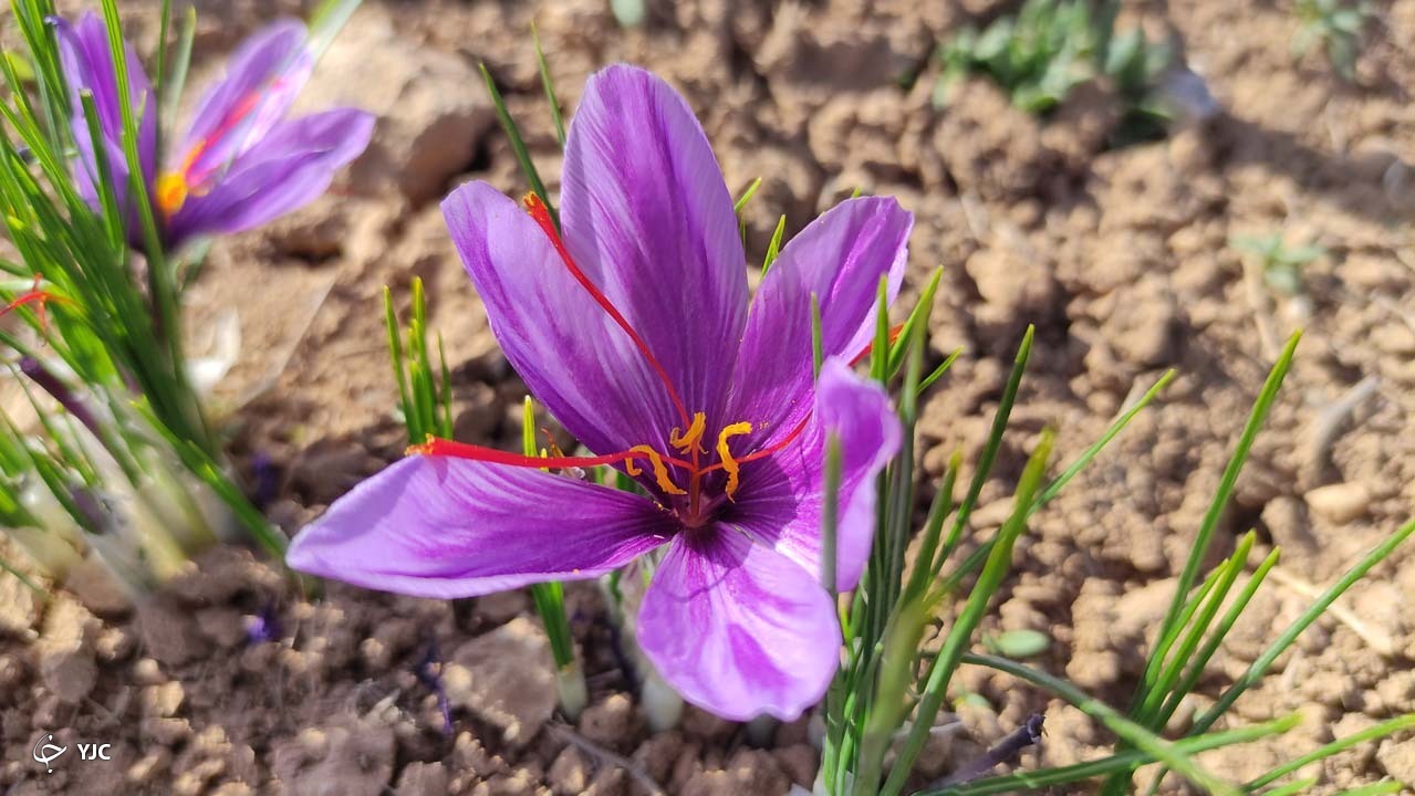 زعفران