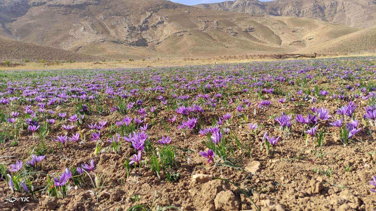 کشت طلای سرخ