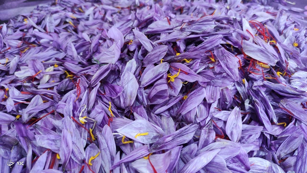 گل چیده شده زعفران
