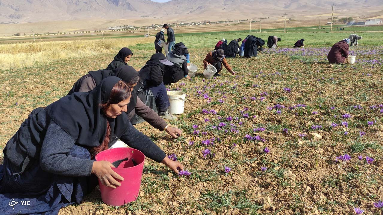 برداشت طلای سرخ از مزارع منطقه کوهستانی زاگرس