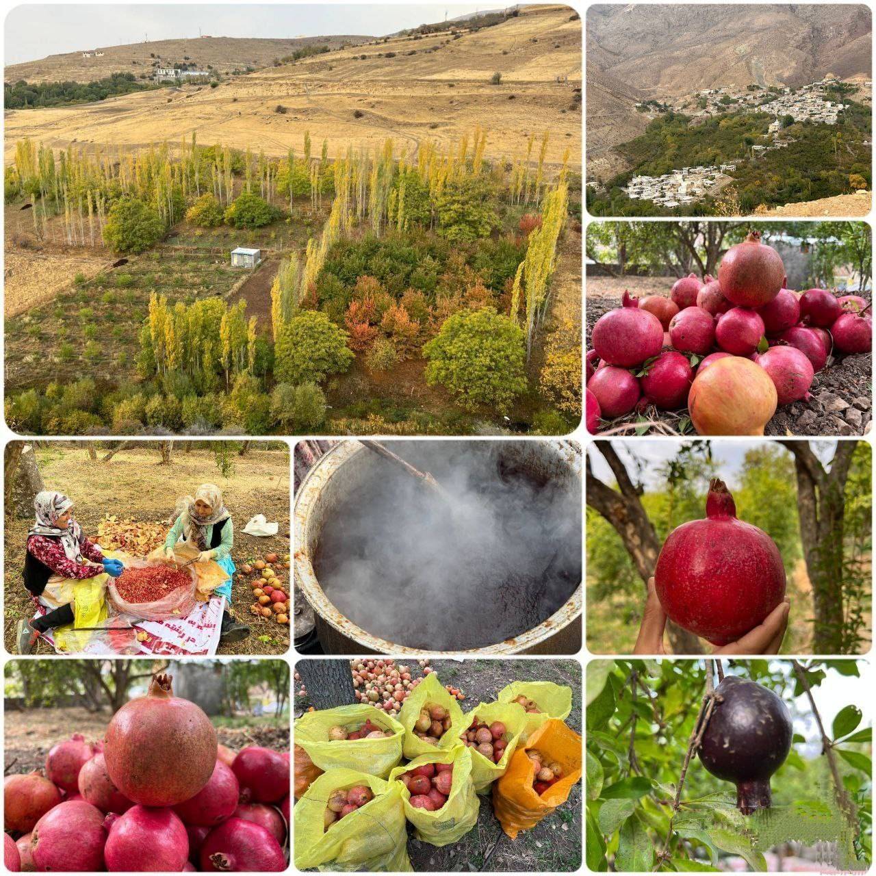 تصاویری از مراسم سنتی انارچینی در روستای تاریخی انبوه