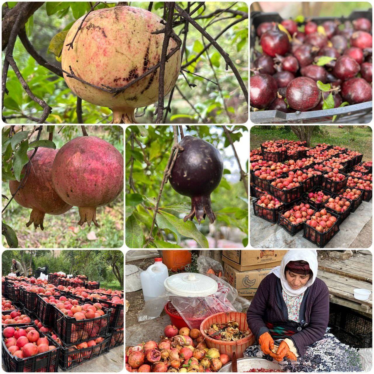 تصاویری از مراسم سنتی انارچینی در روستای تاریخی انبوه