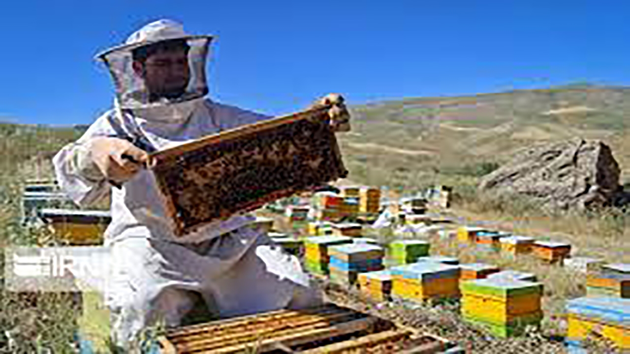 آغاز برداشت عسل پاییزه در حاجی آباد