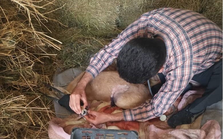۳۹ گونه حیات وحش بیمار در بوشهر درمان شدند