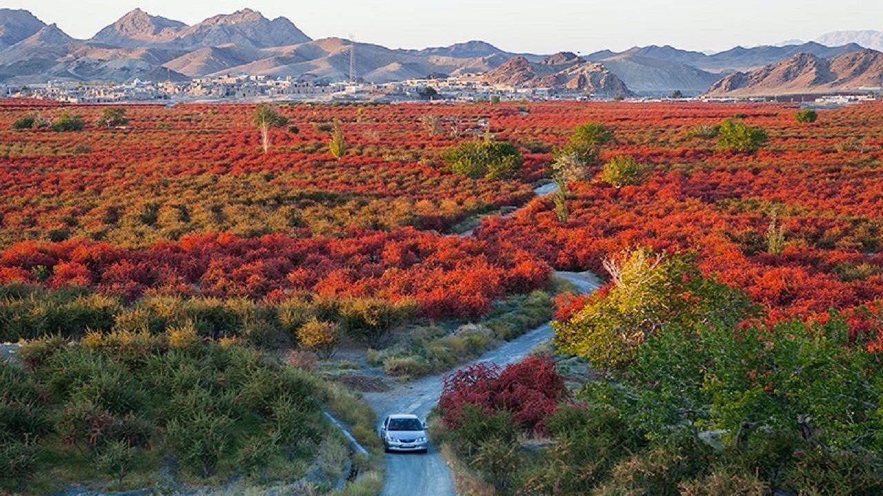 بزرگترین باغ زرشکی دنیا در روستای گردشگری افین