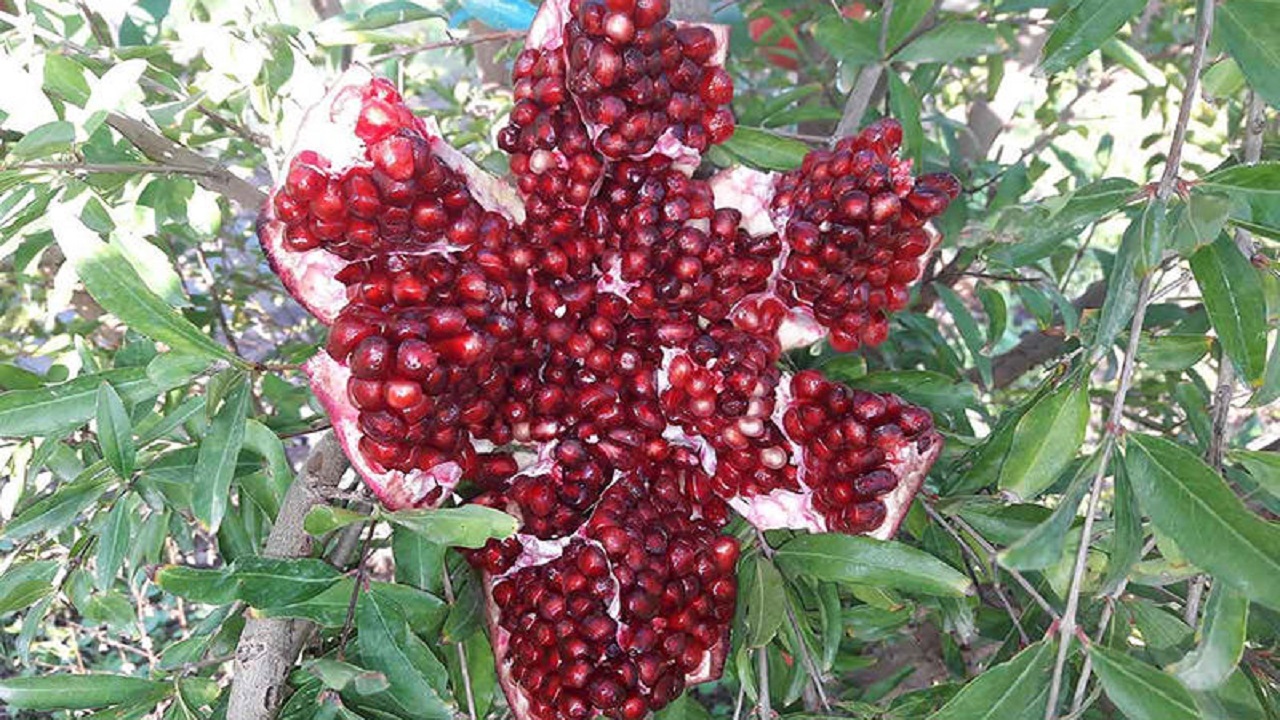 دلبرانه پاییزی از روستایی آرمیده در پناه رشته کوه‌های زاگرس