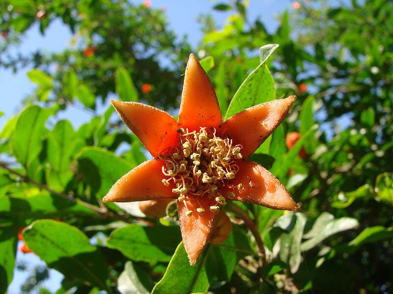 باغ انار رشته کوه&zwnj;های زاگرس