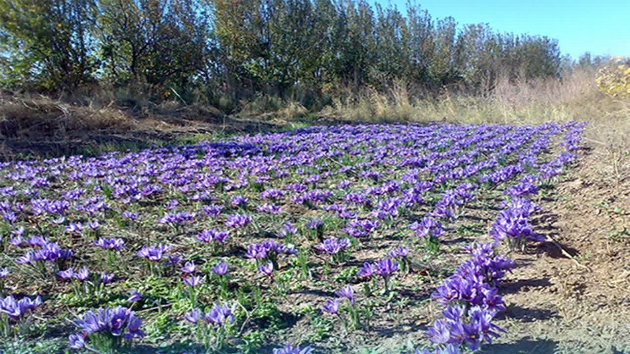 آغاز برداشت طلای سرخ در استان قزوین