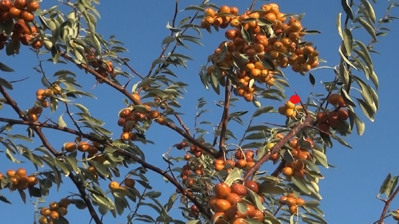 برداشت سنجد از ۱۴۵ هکتار از اراضی شاهرود