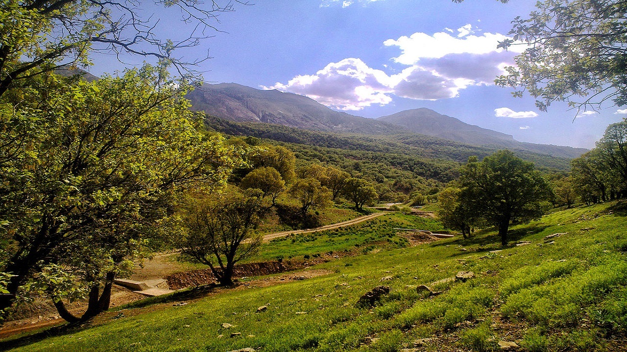 زخم قاچاق چوب روی جنگل ها/ سودجویان خستگی ناپذیر می بُرند
