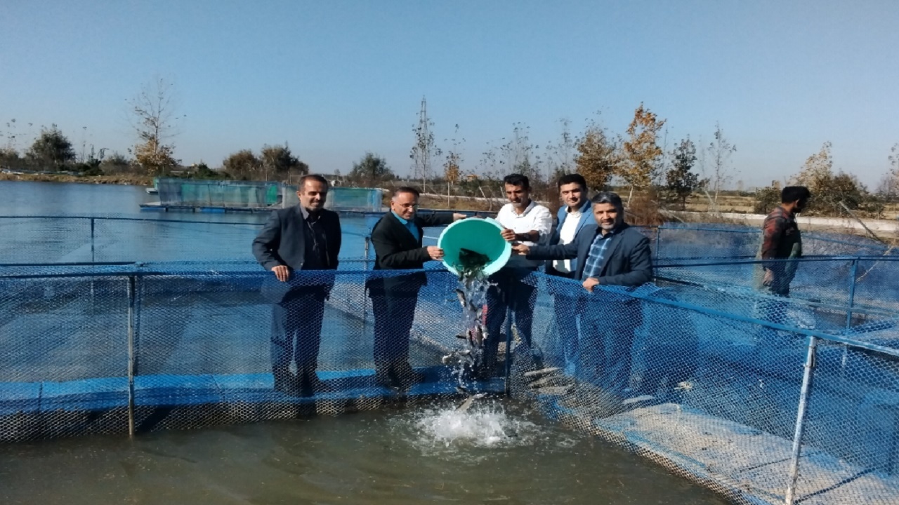 رهاسازی ۴۰ هزار قطعه ماهی قزل آلا در یک روستا