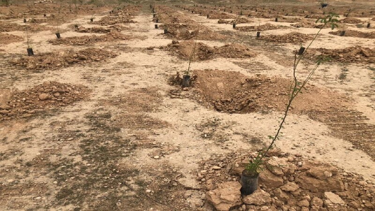 طرح نهال‌کاری در ۱۱۰ هکتار از زمین‌های کویر میقان اراک اجرا شد
