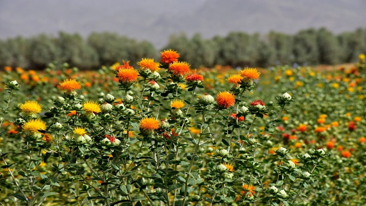 دانه روغنی گلرنگ در ۱۰۰ هکتار از اراضی کشاورزی موقوفه استان زنجان کشت می‌شود
