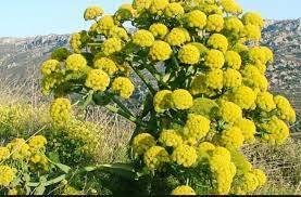سود گیاهان دارویی خراسان جنوبی در سبد هندوستان