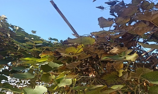 تصاویری از طبیعت پاییزی گلستان