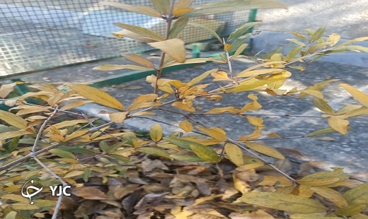 تصاویری از طبیعت پاییزی گلستان