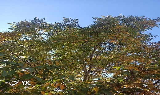 تصاویری از طبیعت پاییزی گلستان
