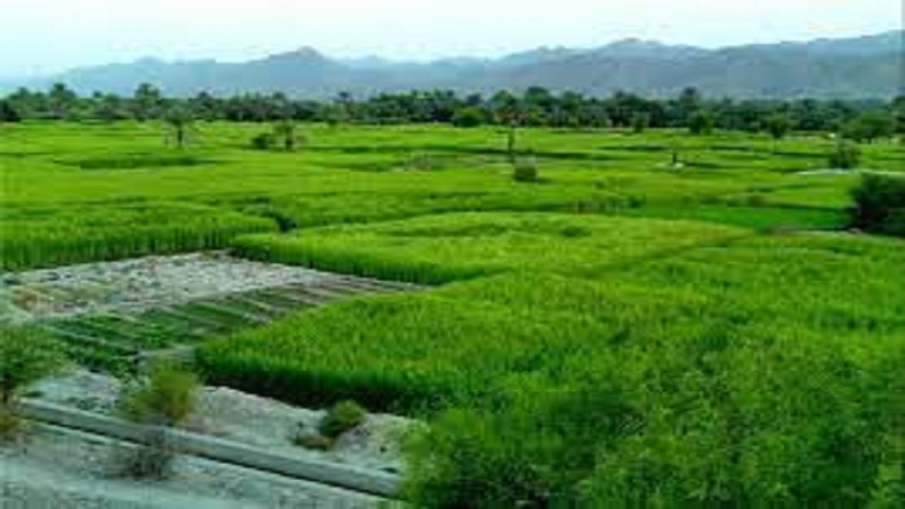 تخصیص۴۰ میلیارد تومان اعتبار سفر رییس‌جمهور برای تسطیح شالیزار‌های گیلان