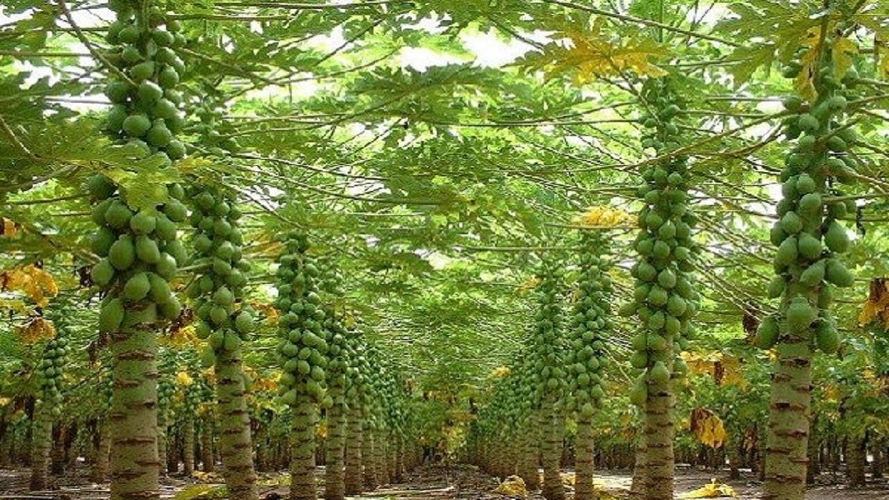 احداث ۱۰هکتار باغ جدید خربزه درختی در زرآباد