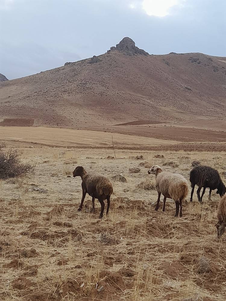 از