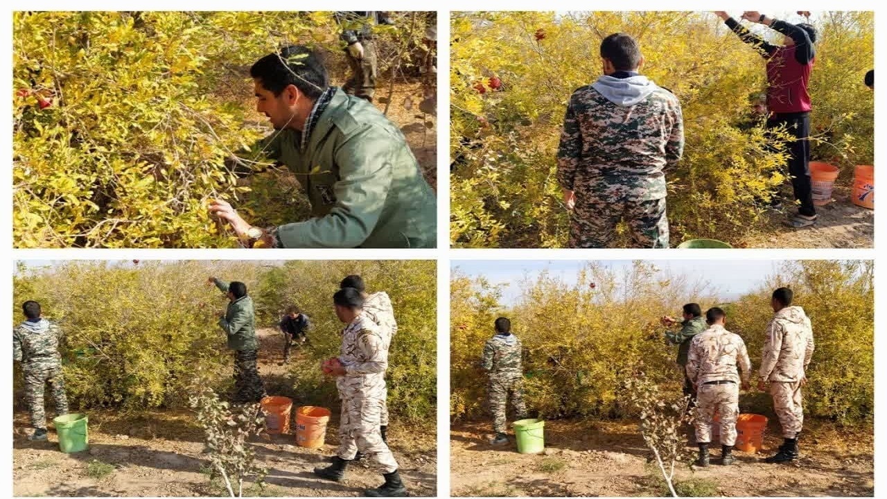 مشارکت ۱۸۰ گروه جهادی در برداشت محصولات کشاورزی