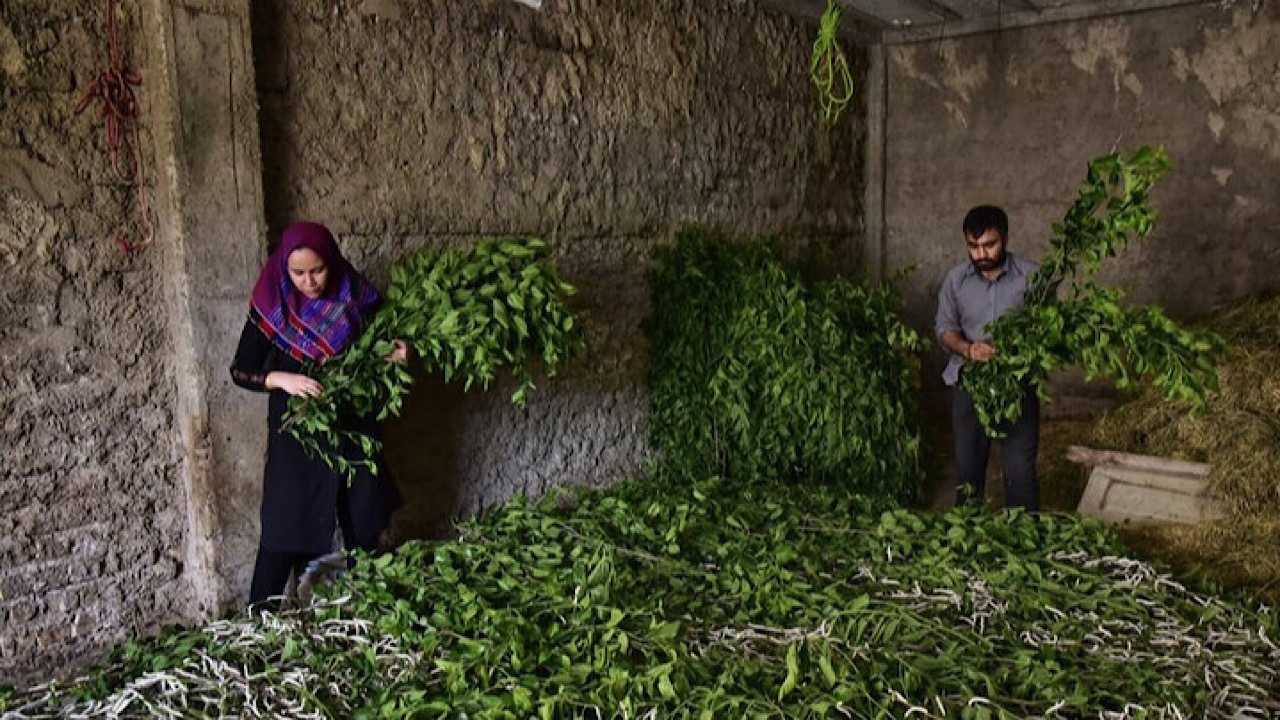ثبت جهانی پرورش کرم ابریشم ایران