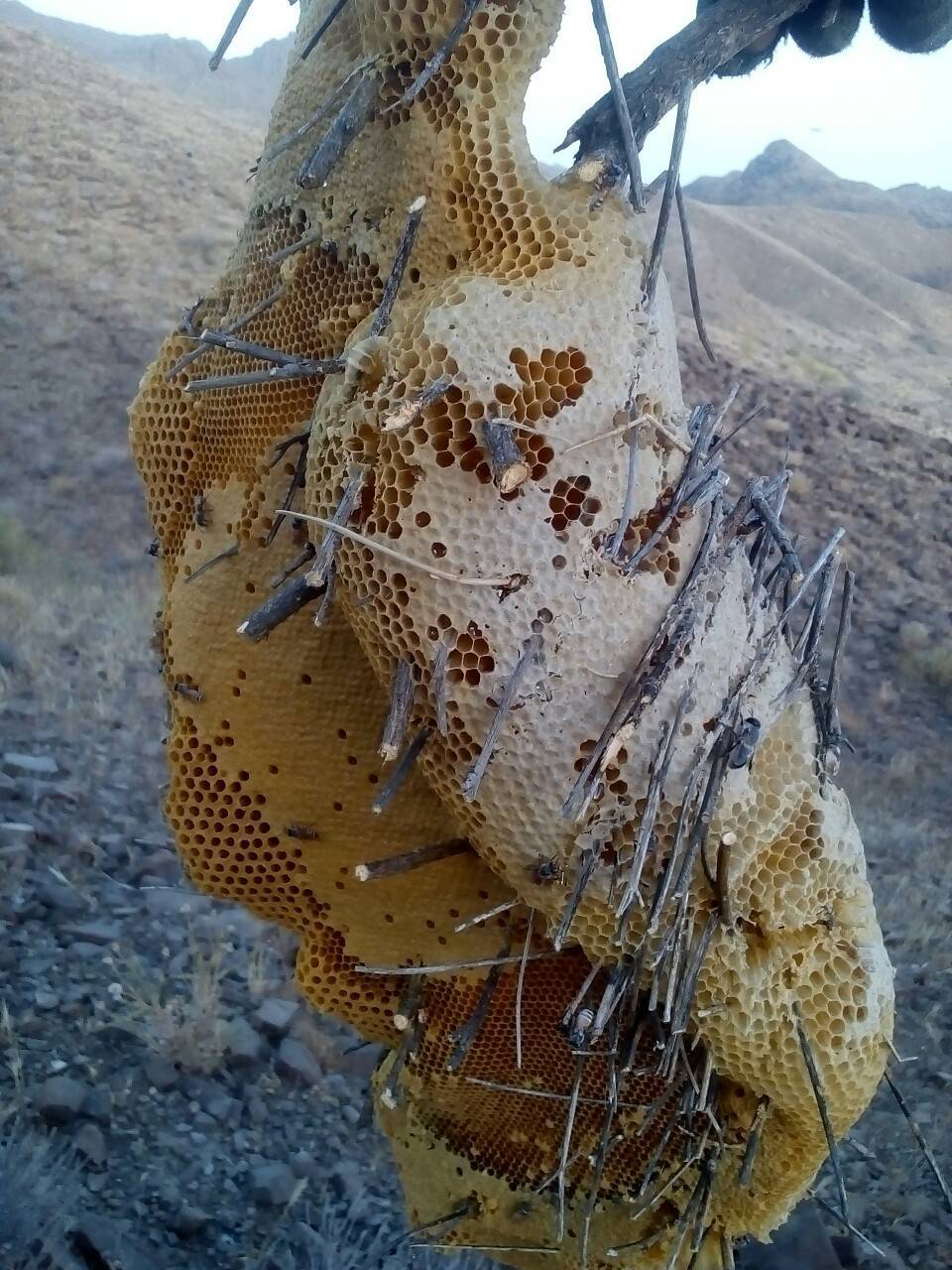 عسل ارگانیک برداشت عسل در روستای گشمیران به روایت تصاویر
