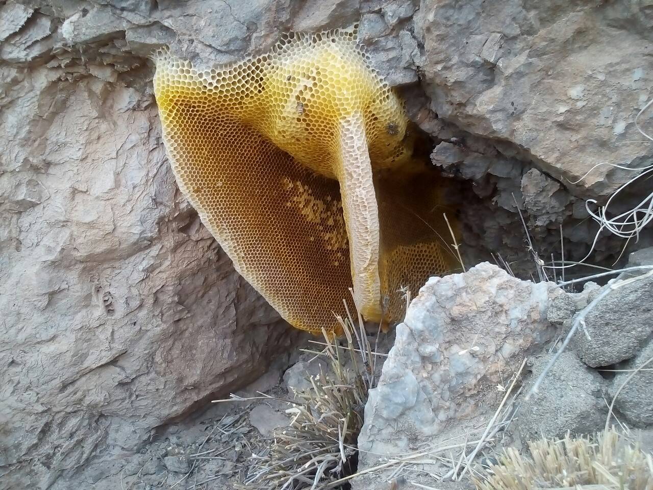 عسل ارگانیک برداشت عسل در روستای گشمیران به روایت تصاویر