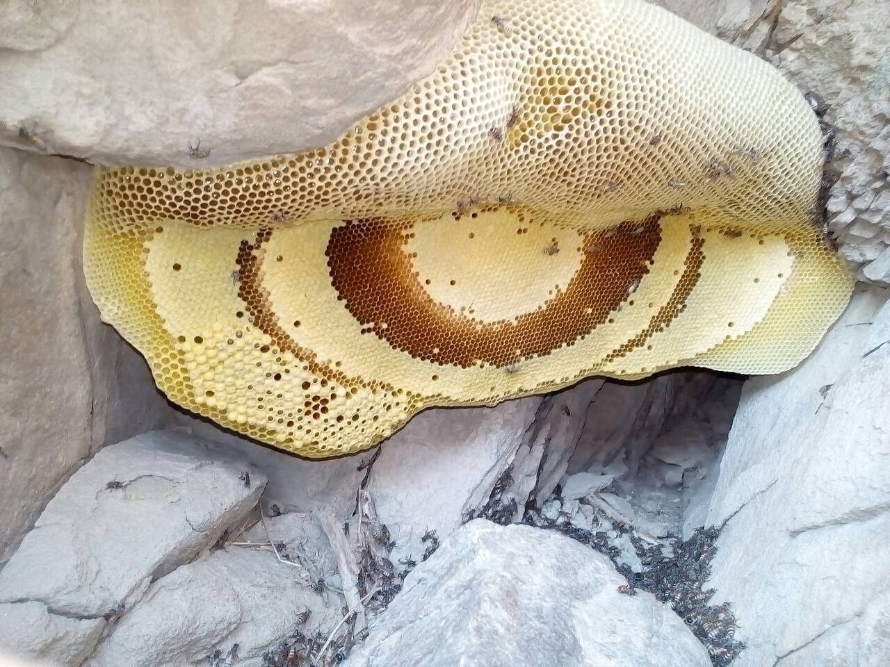 برداشت عسل در روستا برداشت عسل در روستای گشمیران به روایت تصاویر
