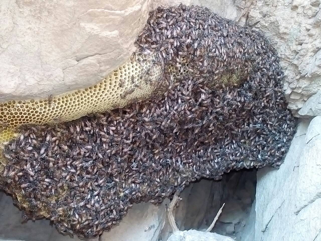 برداشت عسل برداشت عسل در روستای گشمیران به روایت تصاویر