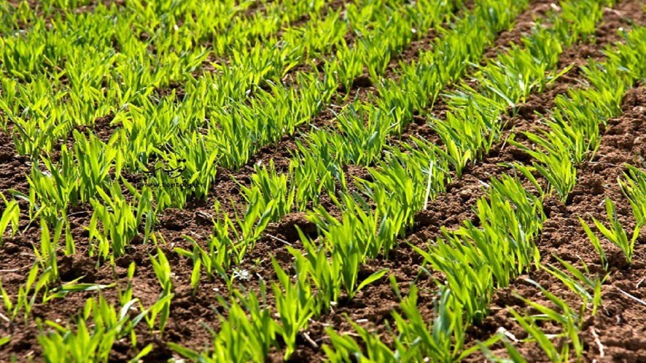 استفاده از دستگاه غلطک برای نخستین بار در  مزارع گندم خوزستان