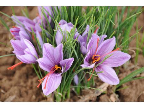 کشت طلای سرخ در جویبار