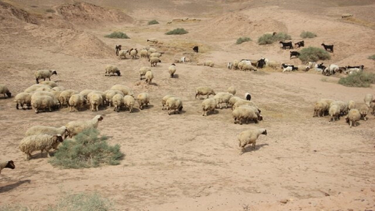 کشف و مهار  ۱۰۵ راس دام قاچاق در دهلران 