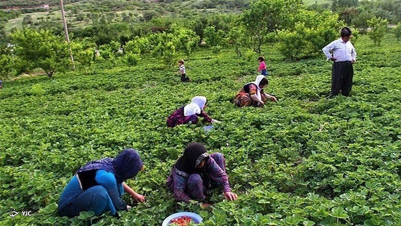 ۱۰۰ هزار نفر در مهاباد شرایط ثبت نام در صندوق بیمه روستایی را دارند